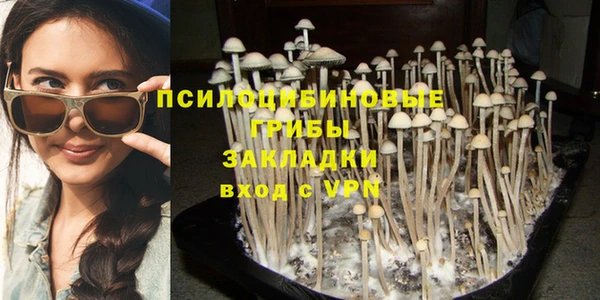 прущие грибы Карпинск